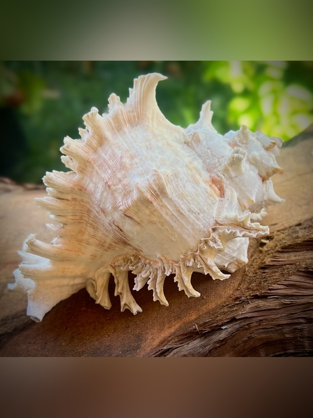 Sea Shell - Chicoreus/Murex Ramosus